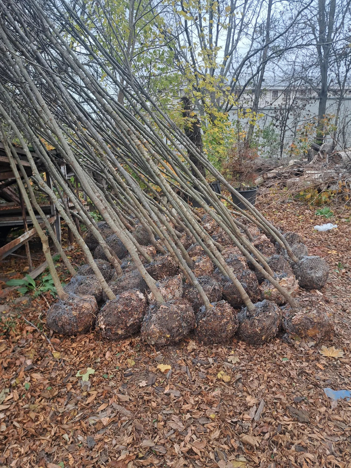 Arbori tineri cu balot de pământ la rădăcină, pregătiți pentru plantare.
