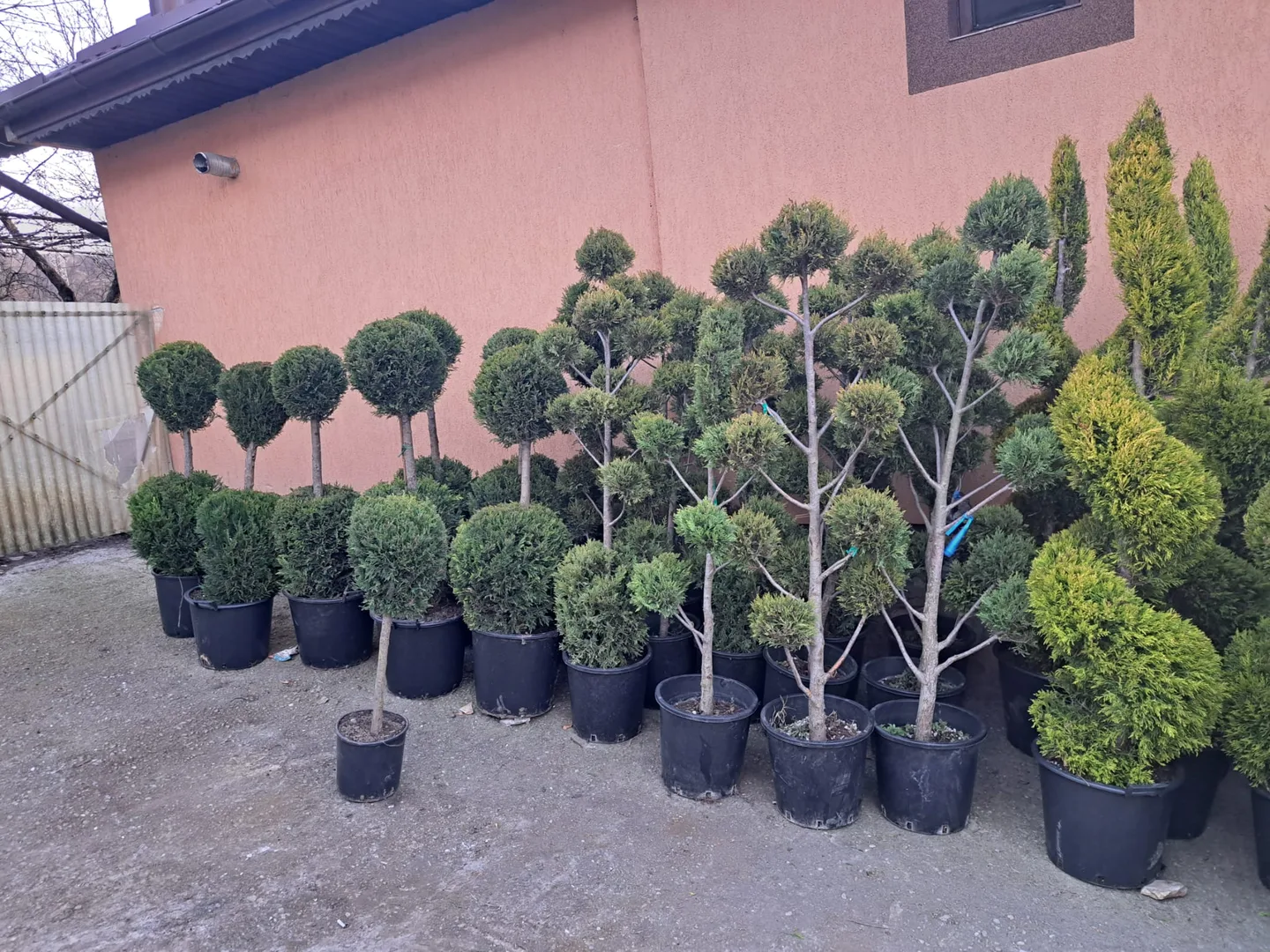 Plante ornamentale tunse în forme decorative.