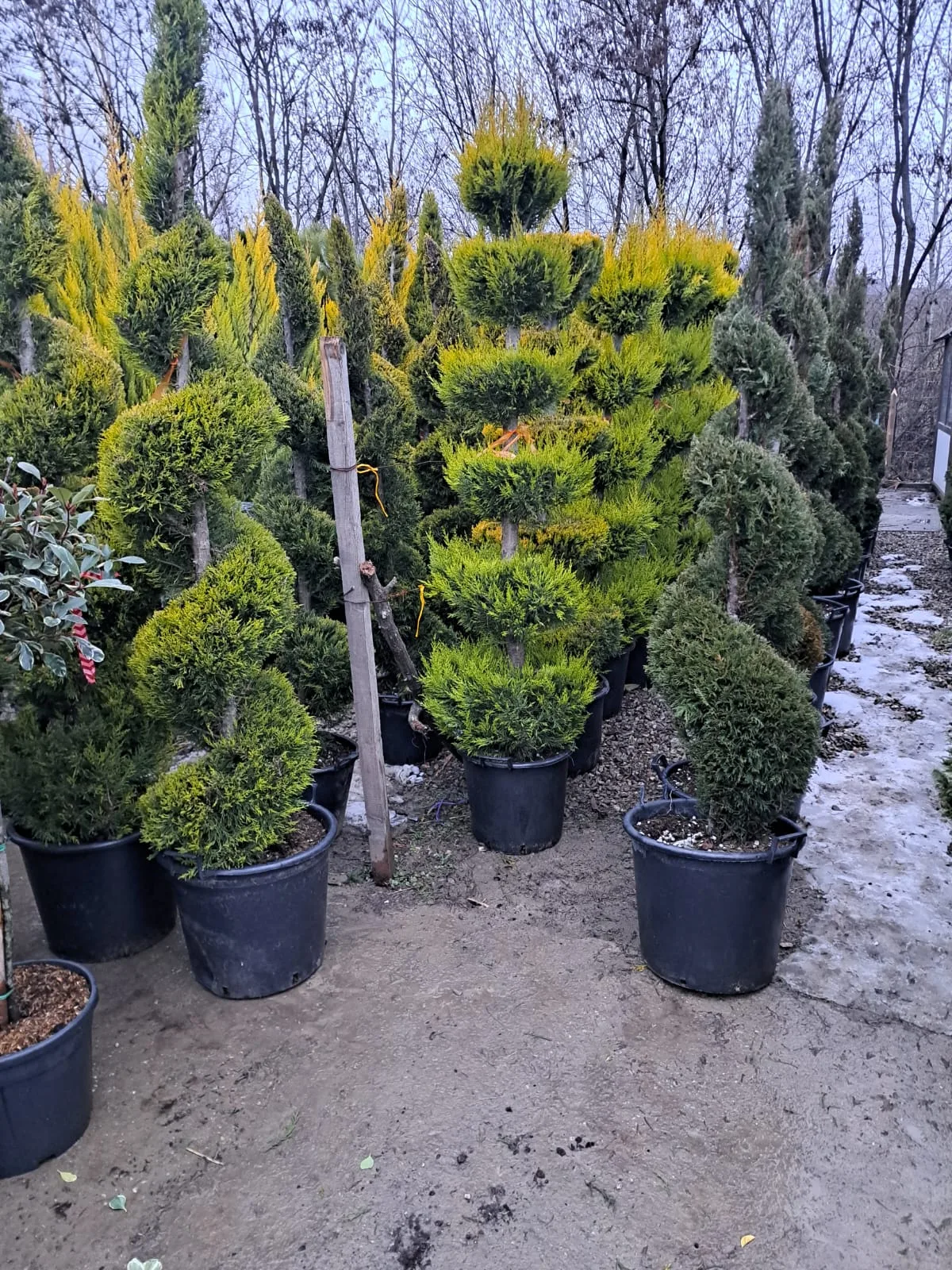 Plante decorative tunse în forme spiralate și pregătite în ghivece.