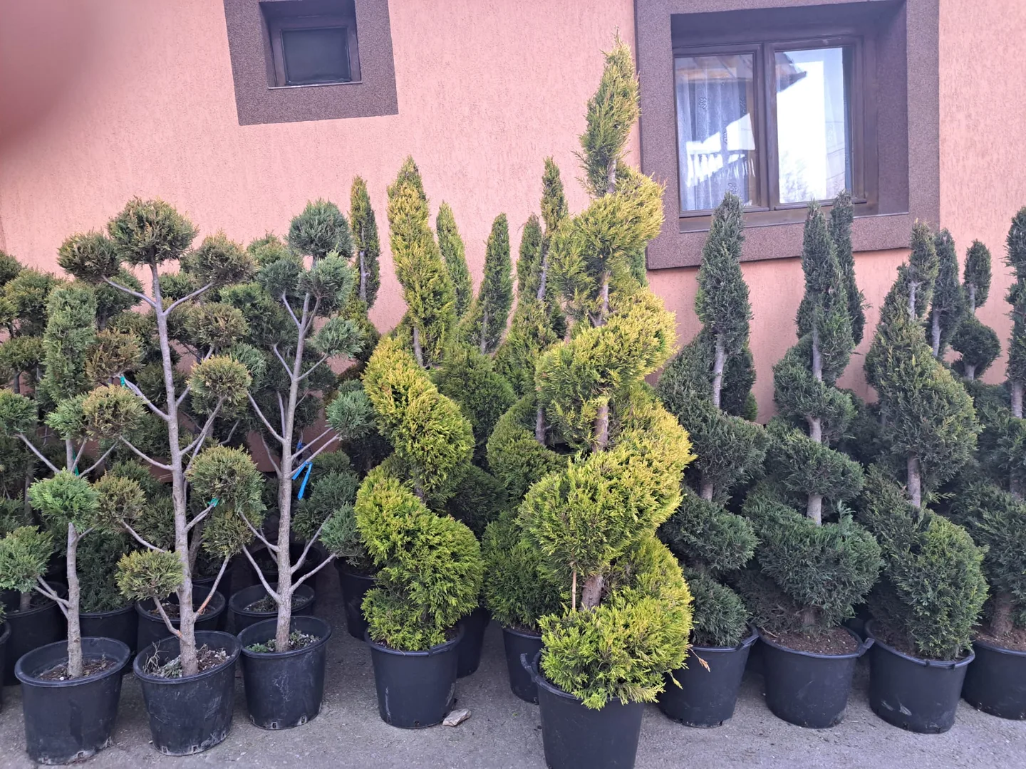 Colecție de plante ornamentale tunse în forme diferite, așezate în ghivece.